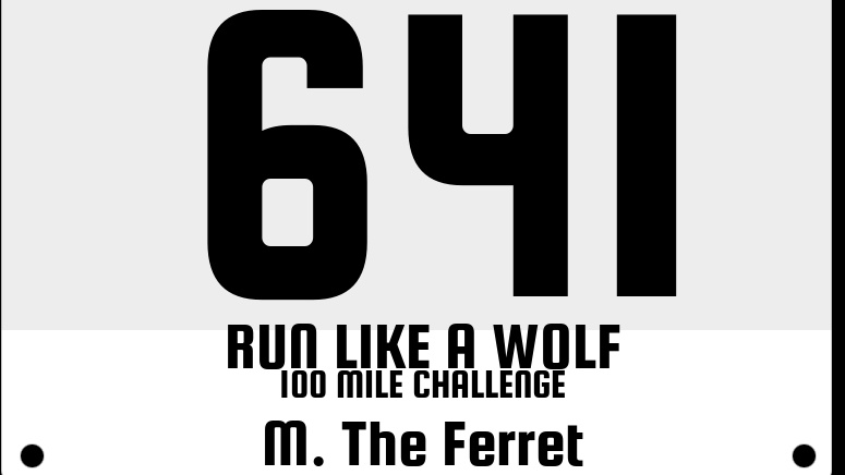 SneakyZEEKe's tweet photo. Meeka finishes off in style as she crosses the 100 mile finish line! Dook! Dook! ๐๐พ #Ferret #RunLikeAWolf @nywolforg ๐บ https://t.co/mOkNGgEagh