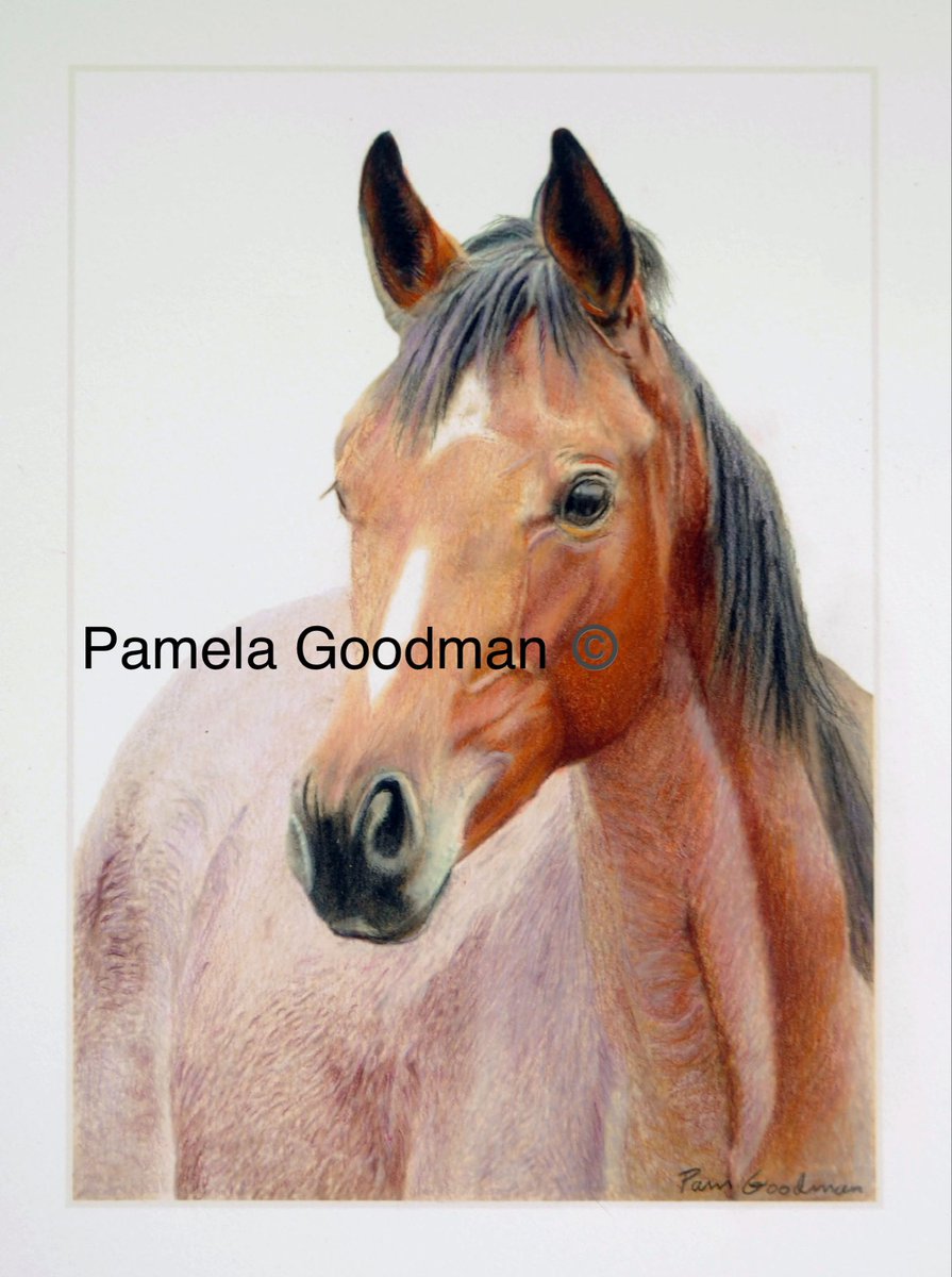 I love color pencil #gifts #horses #dogs #memorials  #petloss #peturn #petportrait #petportraits #petportraitartist #petportraitsofinstagram #custompetportraits  #petportraitsartist #petportraitcommissions #petsupplies #professionalpetportraits
PamelaGoodman.zenfolio.com