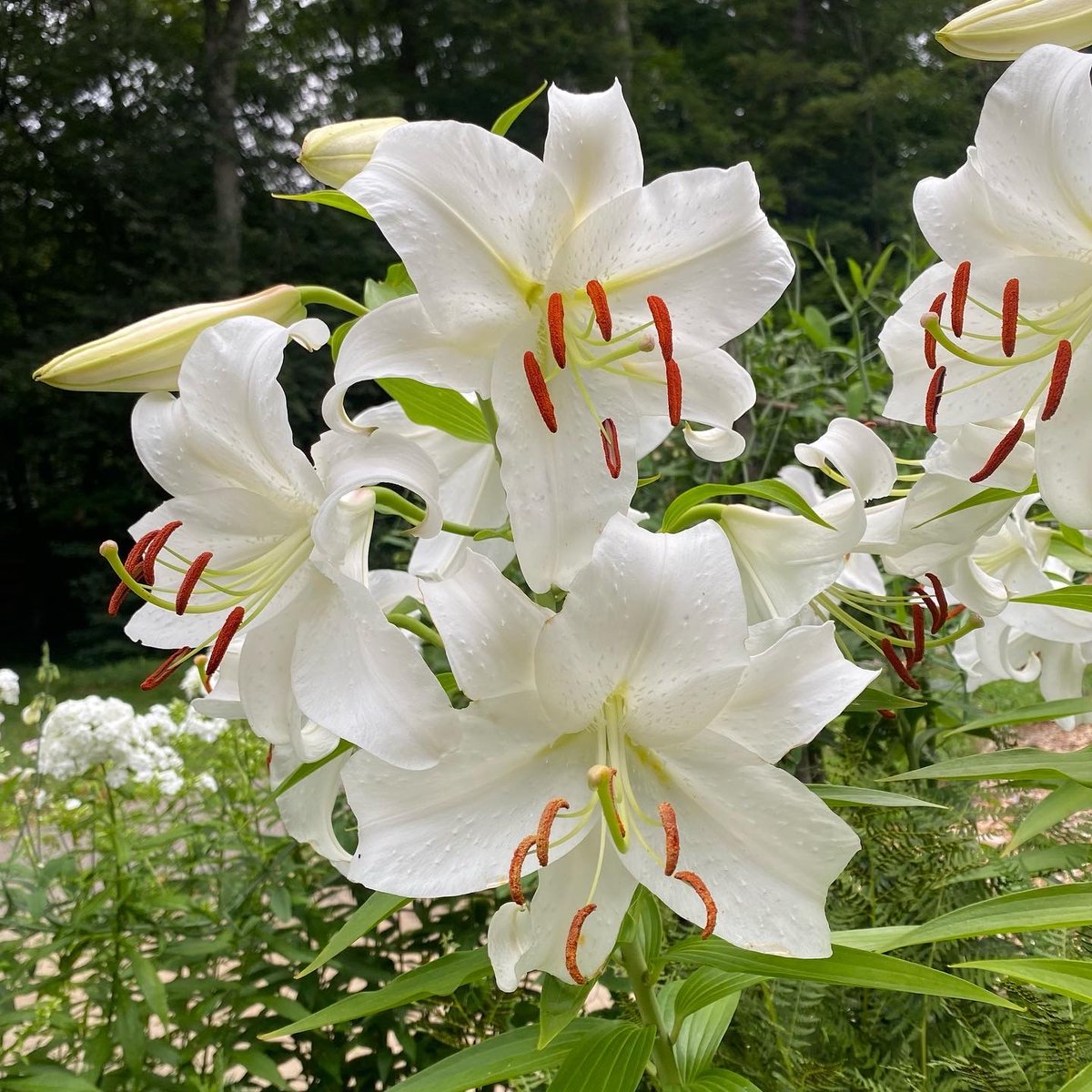 “Amy had…tall white lilies, delicate ferns, and as many brilliant, picturesque plants as would consent to blossom there.” from Little Women, “The P.C. and P.O”#ThrowbackThursday to early August ~ lilies in our Little Women Garden! Happy memories…smiles as we greet September 😊