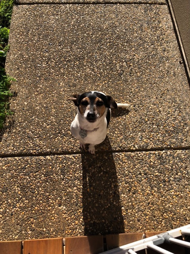 MoHB Research Lab tweet media