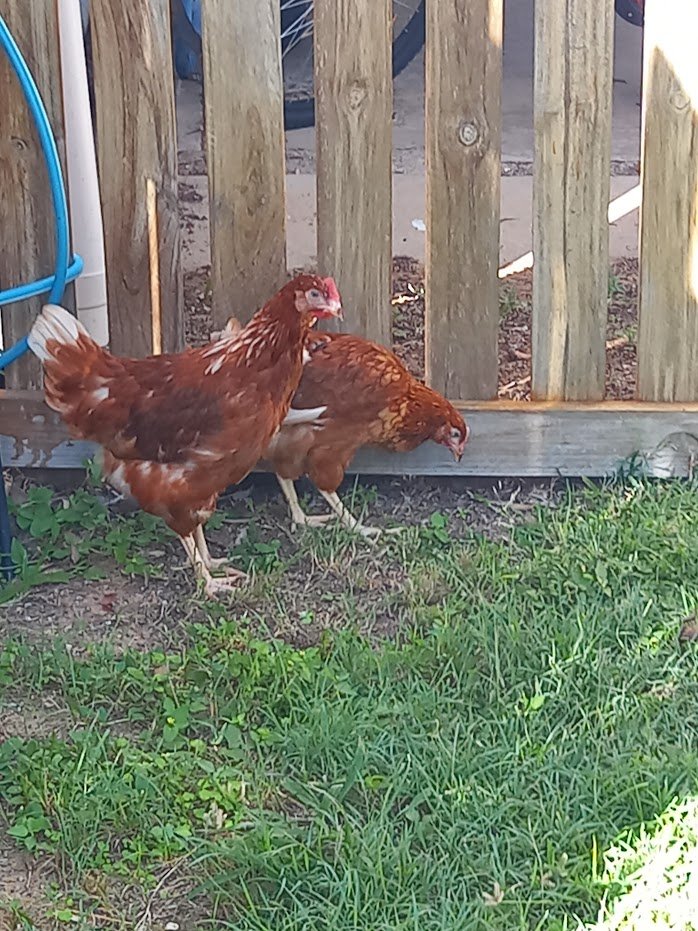 MoHB Research Lab tweet media