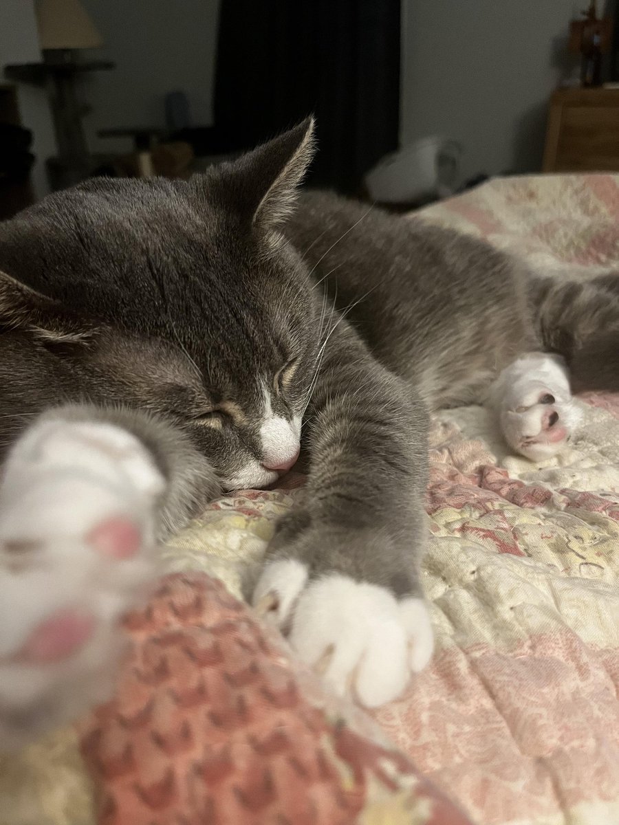 _Vodyn's tweet photo. I got a cat today, and this page is now an Augustus fan page, I'm sure you'll all understand. https://t.co/irqqoYFSYt