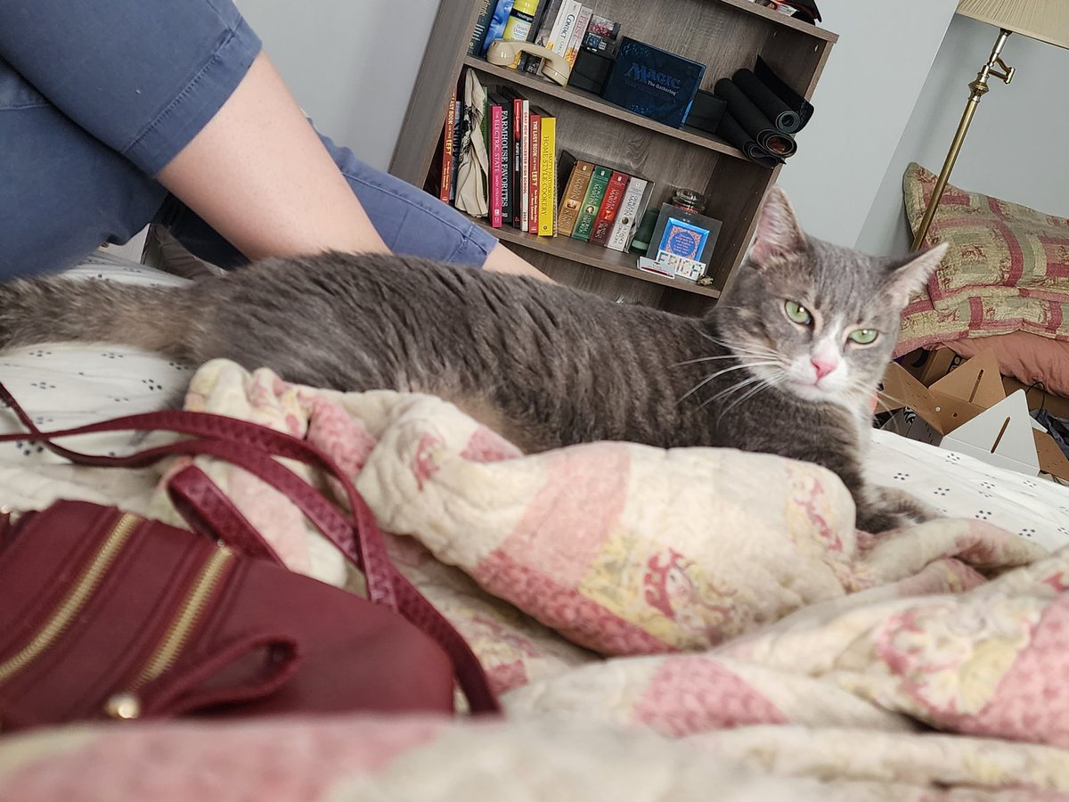 _Vodyn's tweet photo. I got a cat today, and this page is now an Augustus fan page, I'm sure you'll all understand. https://t.co/irqqoYFSYt