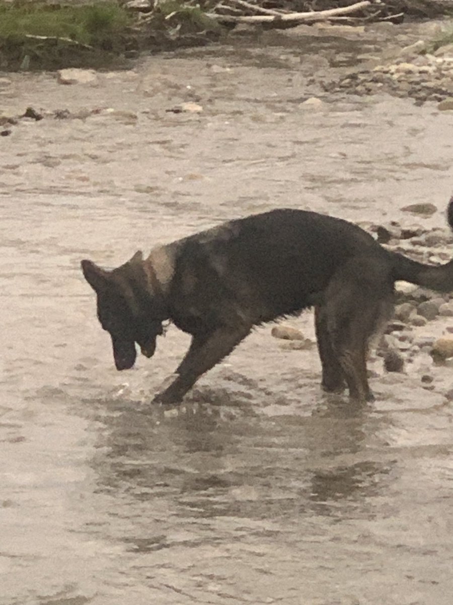 orangelid's tweet photo. My dog, Yeti, loves playing with rocks in the river🐕. #RedDeerRiver #Sundre #HappyDog https://t.co/PZJ57EcrxH