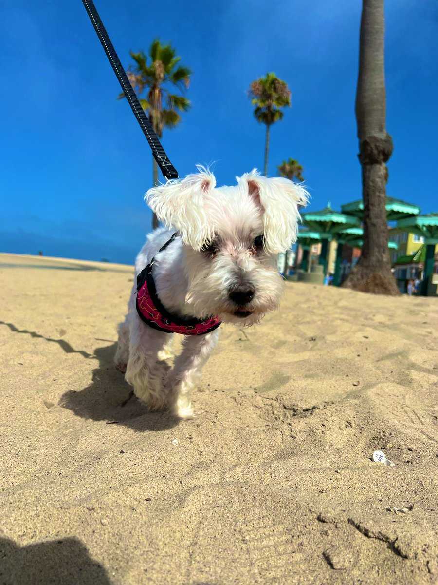 Lovin’ d sand on my tootsies! 🐾 what a beautiful day! 🐾😎❤️