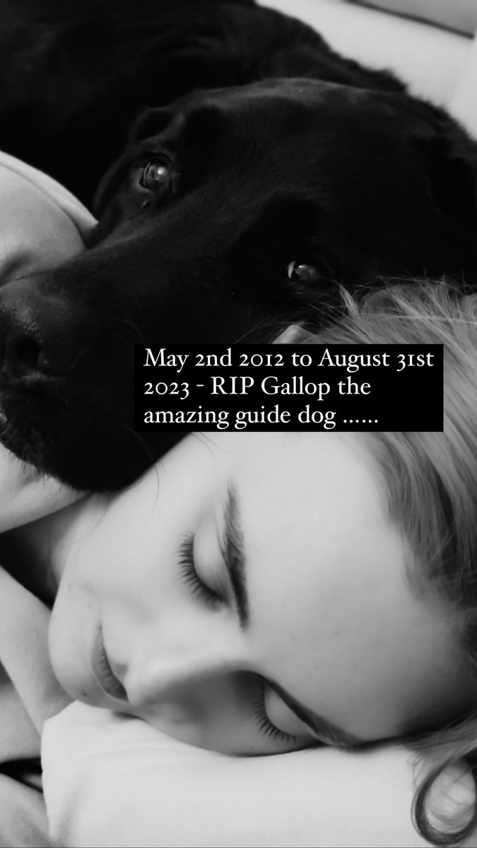 MollyBOfficial's tweet photo. My heart is hurting as I share that today we say goodbye to Gallop. An incredible guide dog and friend, the biggest cheese monster I know, and a true lover of naps and cuddles. Enjoy your forever nap, my sweet angel. I love you. I miss you already. Thank you. https://t.co/mhGAuM3NZW
