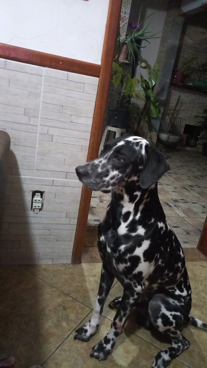 Cet chien appartient à un de mes amis,mais il ne peut pas me voir que la fête a lieu..❤️😘