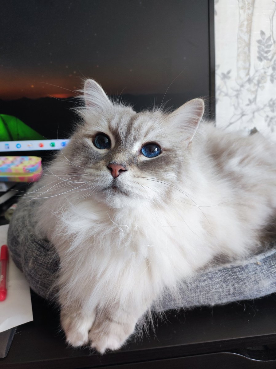 #коточетверг портретный