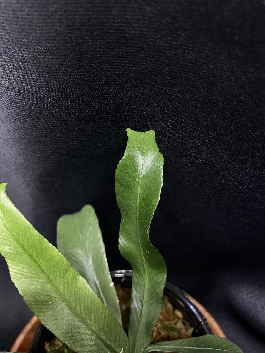 【tanakay便】Campyloneurum sp.Iquitos, Peru d3af544917dc739eac6cb48fec5738