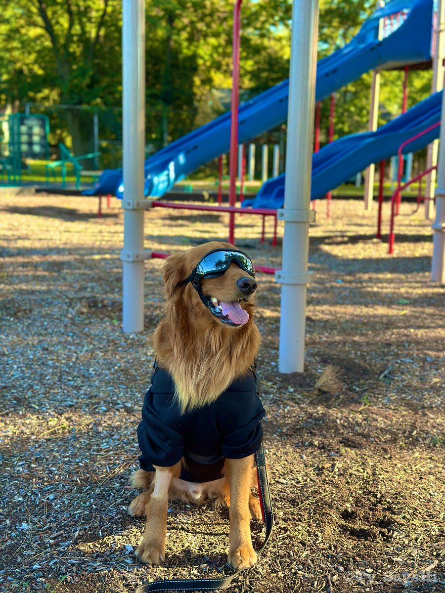 flip_rush's tweet photo. Trying to blend in with the humans. How do I look? #UndercoverDoggo #TooCoolForThePark #WhoLetTheDogsOut #Incogrrrrnito #MissionImpawsible #goldenretriever https://t.co/dhJUXzenlD