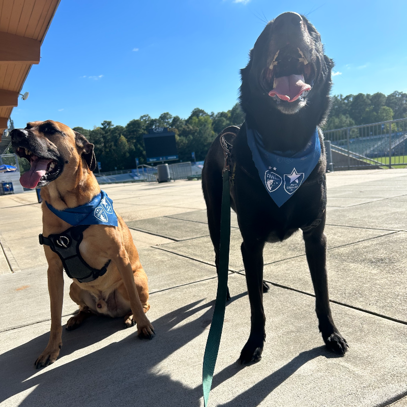 NorthCarolinaFC's tweet photo. 🐶 Bring your best friend to the matches Saturday and get them a free dog bandana!