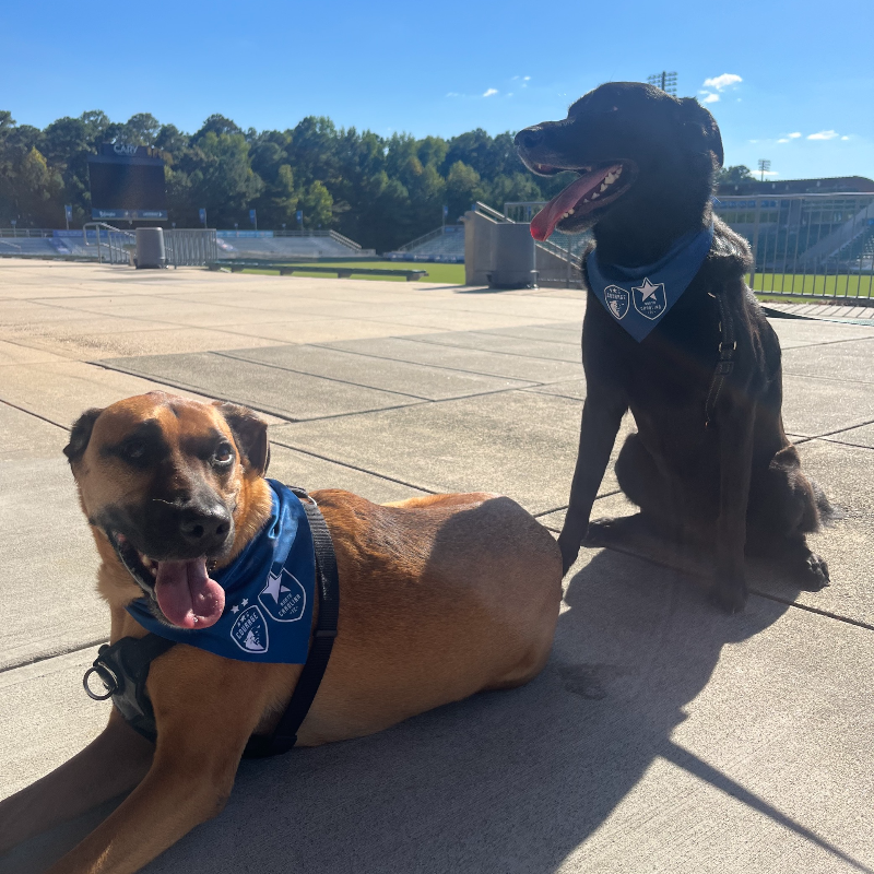NorthCarolinaFC's tweet photo. 🐶 Bring your best friend to the matches Saturday and get them a free dog bandana!