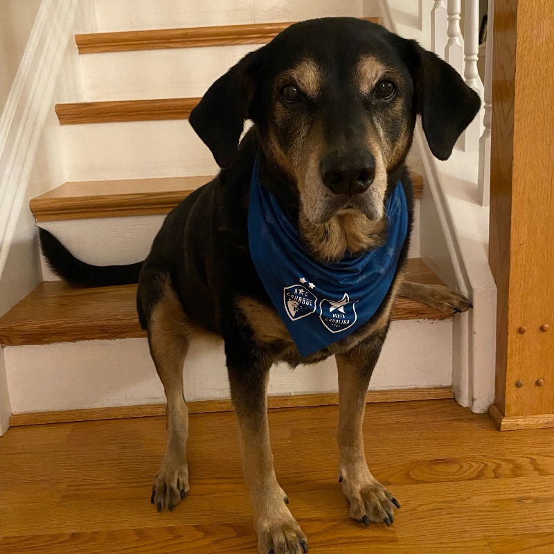 NorthCarolinaFC's tweet photo. 🐶 Bring your best friend to the matches Saturday and get them a free dog bandana!