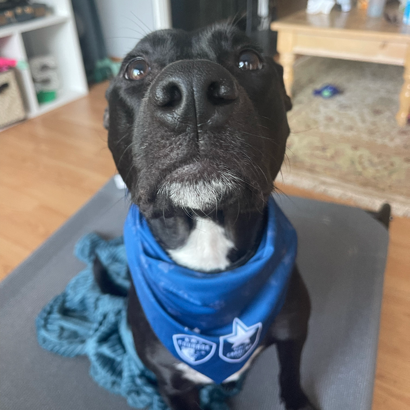 NorthCarolinaFC's tweet photo. 🐶 Bring your best friend to the matches Saturday and get them a free dog bandana!