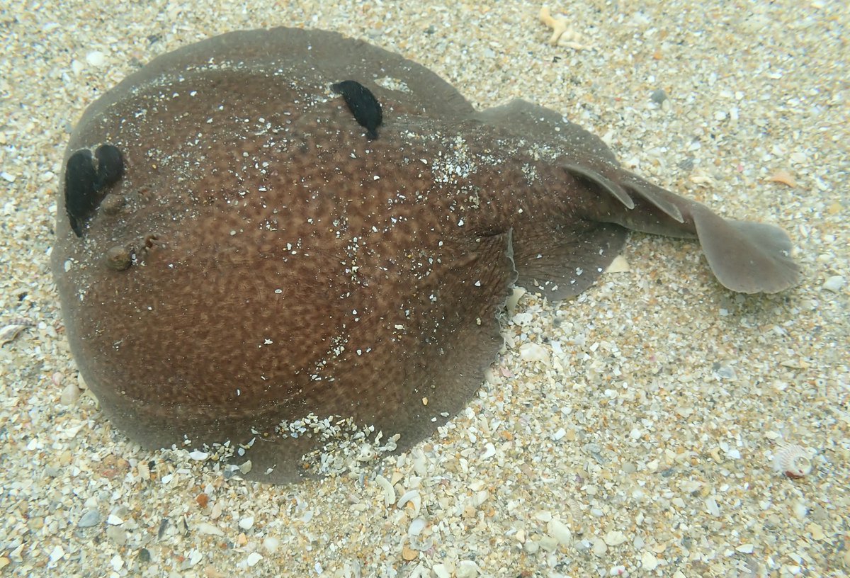 NicolasJouault's tweet image. #Ecrehous found in shallows by slip; Marbled electric ray - Torpedo marmorata (under reported, 7 Jersey records) , with three leeches which are probably Branchellion torpedinis, recorded in Brittany, but not Britain as far as I am aware @PorcupineMNHS @Soc_Jersiaise @thembauk