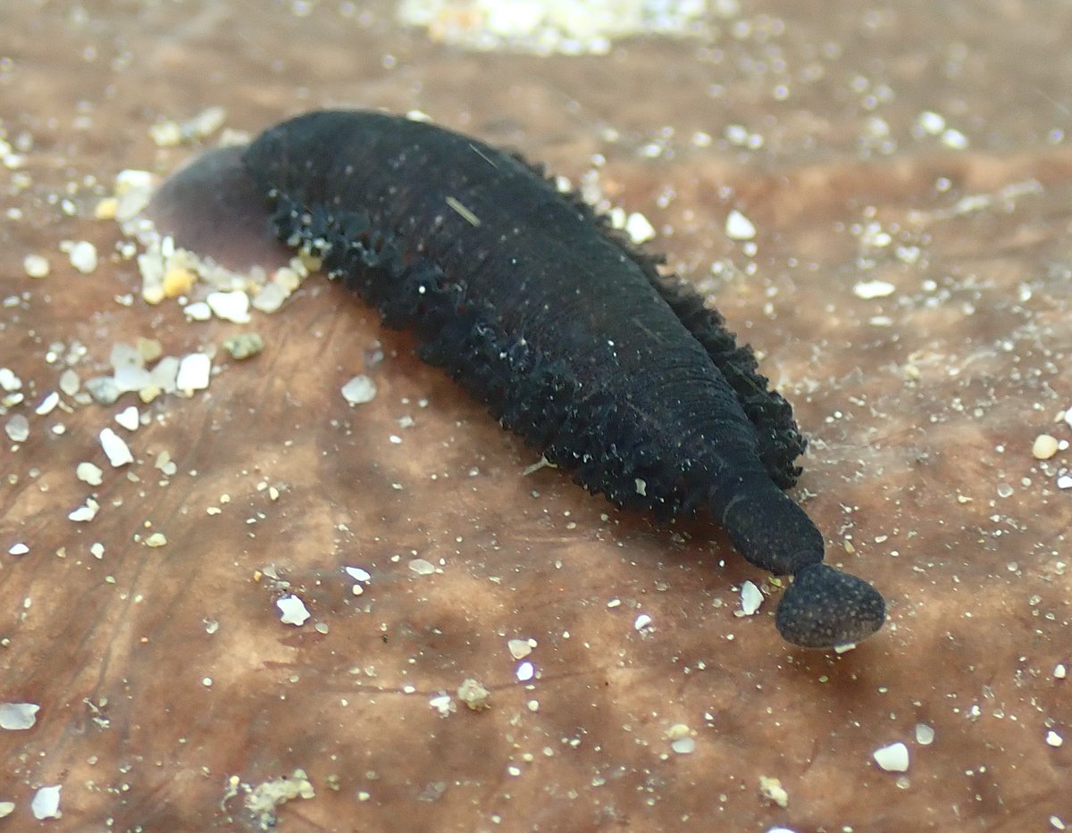 NicolasJouault's tweet image. #Ecrehous found in shallows by slip; Marbled electric ray - Torpedo marmorata (under reported, 7 Jersey records) , with three leeches which are probably Branchellion torpedinis, recorded in Brittany, but not Britain as far as I am aware @PorcupineMNHS @Soc_Jersiaise @thembauk