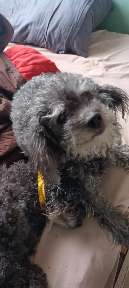 manuelfparram's tweet photo. El día de ayer te fuiste, pero se que hoy te encuentras en un lugar mejor compartiendo la sonrisa más hermosa. Vuela alto mi Timoteíto. Ya te extraño muchísimo! https://t.co/5BLBelMj4C