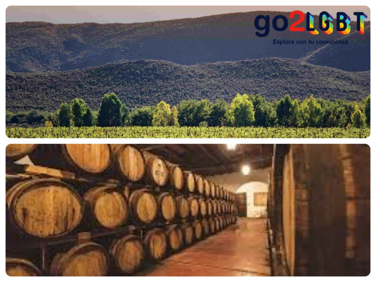 VisitaMexLGBT's tweet photo. Los vinos y viñedos de Coahuila son una de las herramientas para promover la riqueza del estado en el mundo. Siendo así la cuna de la vinicultura en América, con una tradición de más de 420 años de historia. Actualmente ocupa el segundo lugar de producción vitivinícola.
#go2lgbt https://t.co/GHZR8Oe9Ge