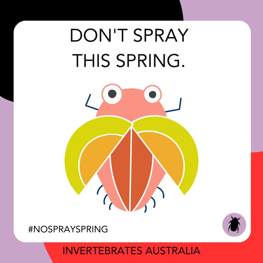 Invertebrates Australia 🪲 (@invertsau) on Twitter photo Today at Invertebrates Australia we're launching #NoSpraySpring!
We know #invertebrates are vital for healthy ecosystems; they're also fascinating! 
If you agree, join us in avoiding insecticide sprays to protect the good bugs this spring Today at Invertebrates Australia we're launching #NoSpraySpring!
We know #invertebrates are vital for healthy ecosystems; they're also fascinating! 
If you agree, join us in avoiding insecticide sprays to protect the good bugs this spring