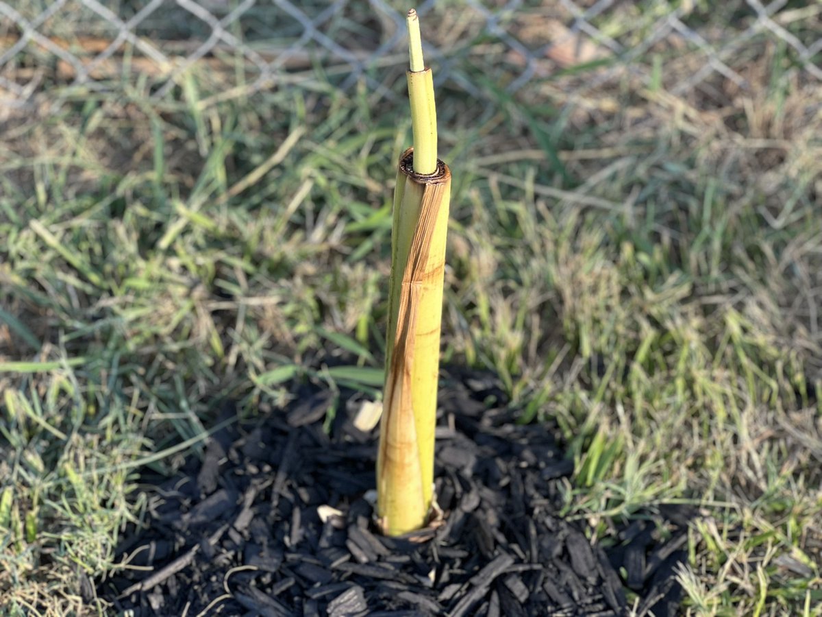 DeLaStaples's tweet photo. 2023 Garden 🏡 🪴: Saved some bananas I thought were dead. The pseudo stem growth is CRAZY. Plumerias perked up, got some new blooms on the vines. Palm tree growing, all in this Texas heat. I never would have imagined gaining a new hobby. Everyday is garden day, love nature😎🌴 https://t.co/ON0s18Dp8X