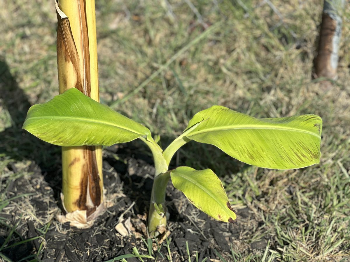 DeLaStaples's tweet photo. 2023 Garden 🏡 🪴: Saved some bananas I thought were dead. The pseudo stem growth is CRAZY. Plumerias perked up, got some new blooms on the vines. Palm tree growing, all in this Texas heat. I never would have imagined gaining a new hobby. Everyday is garden day, love nature😎🌴 https://t.co/ON0s18Dp8X