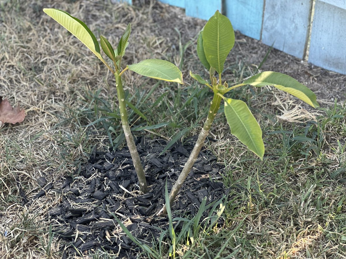 DeLaStaples's tweet photo. 2023 Garden 🏡 🪴: Saved some bananas I thought were dead. The pseudo stem growth is CRAZY. Plumerias perked up, got some new blooms on the vines. Palm tree growing, all in this Texas heat. I never would have imagined gaining a new hobby. Everyday is garden day, love nature😎🌴 https://t.co/ON0s18Dp8X