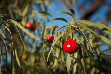 RDA Sunshine Coast tweet media