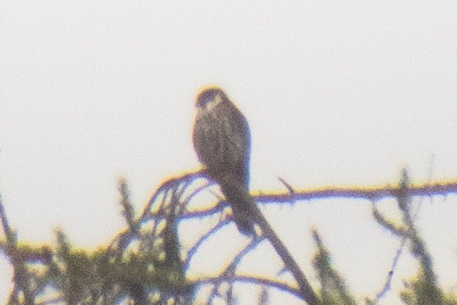 Today’s Hobby - perched on the Nower for half an hour in the drizzle. A bit distant perhaps at c.800m, but a nice distraction from work.