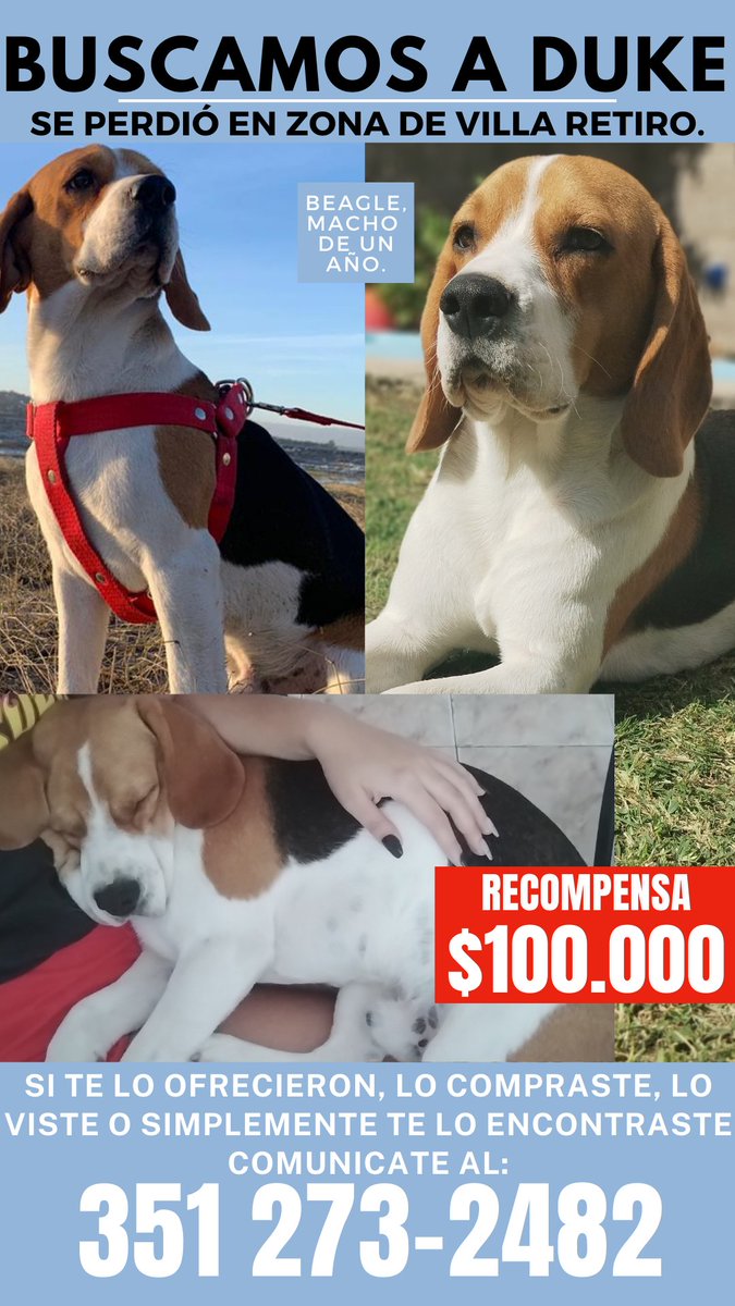 EveGallardoo's tweet photo. Nuevamente por acá.. no importa de q barrio seas, es importante que nos ayudes difundiendo por todos los medios posibles (wsp, insta, fb) para que Duke pueda volver a casa con su familia, tenemos que llegar a la persona que lo tiene📢 https://t.co/lChl7Ry3Op