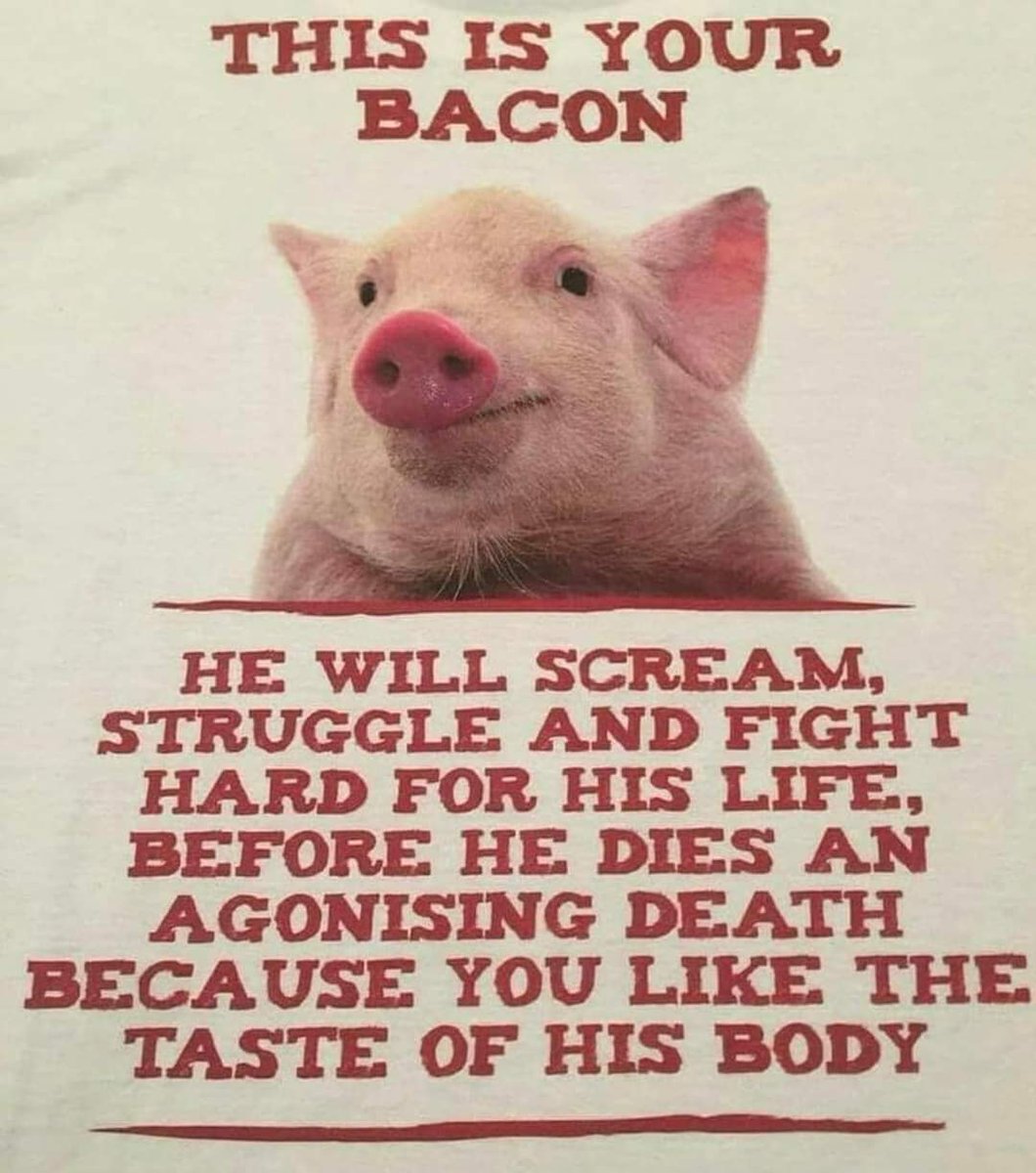 SerraoMarcus's tweet photo. Go vegan. Help in my bio.  

#pork #bacon #FoodieBeauty #icecream #Food https://t.co/kVdw2tVOdY