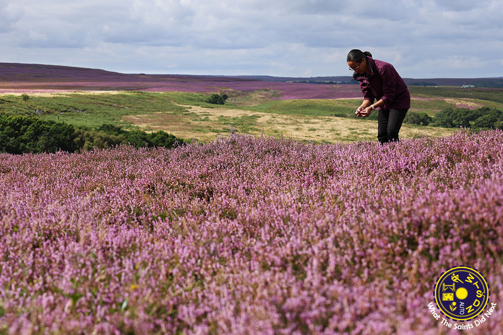 SaintsDidNext's tweet photo. SEA OF HEATHER
A hike with the camera through pretty Goathland, North Yorkshire, where the hills run purple and money grows on trees!! 2/2
#wtsdn #heather #cointree #goathland #mallyanspout #waterfall https://t.co/A1MmEXAfJj