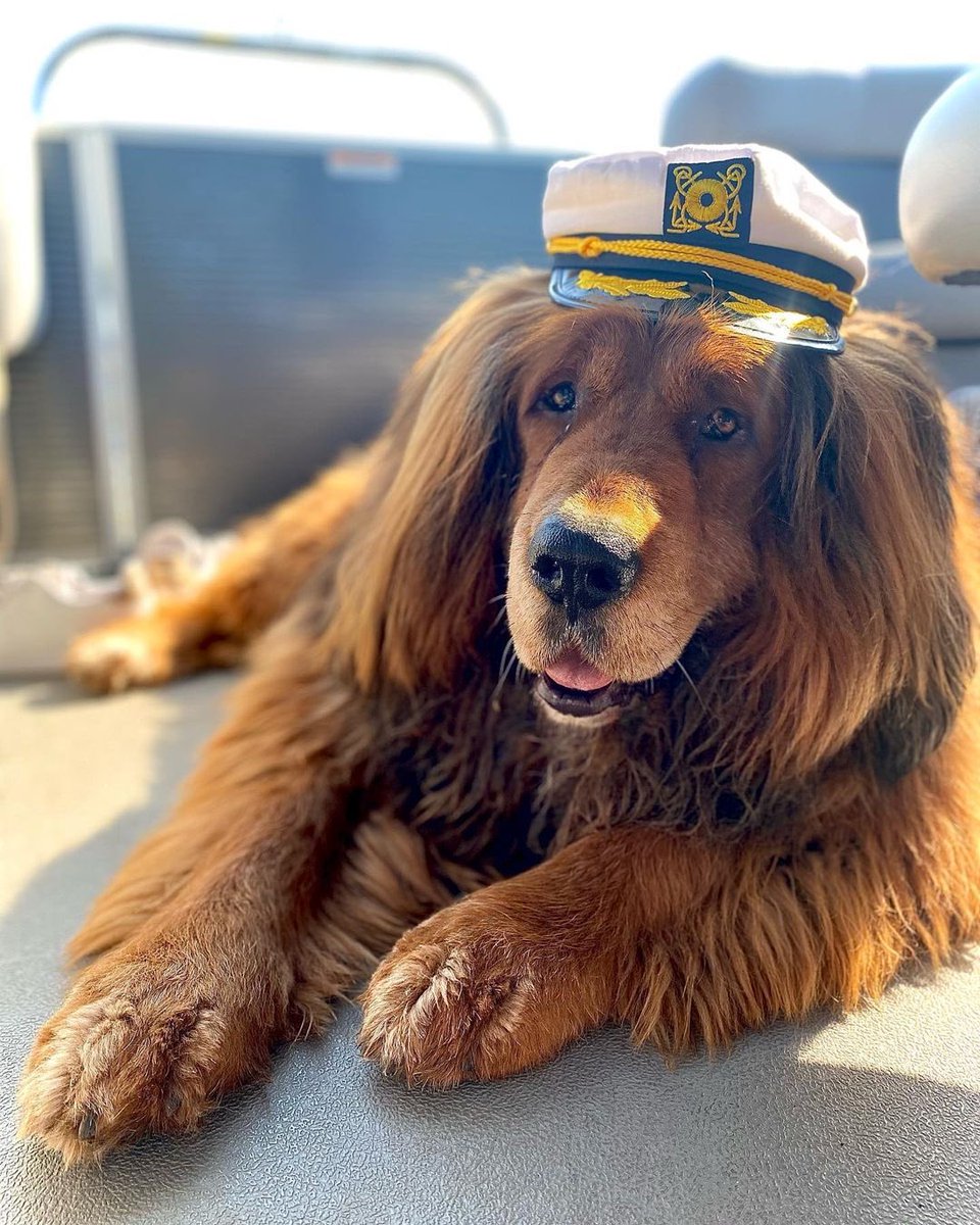dog_rates's tweet image. This is Wally. He is here because he heard how much people want to pet bears. Thought he could be of service. 14/10