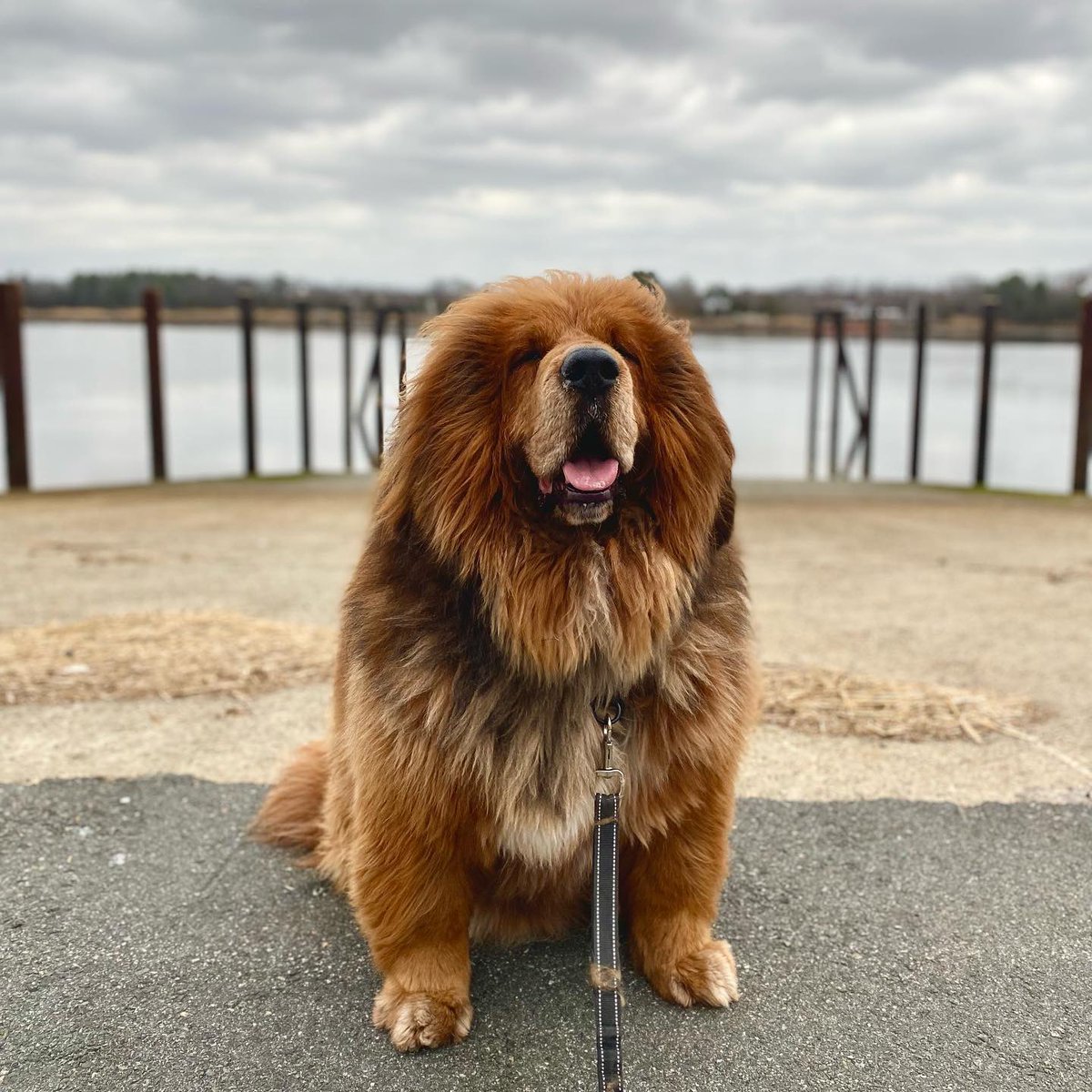dog_rates's tweet image. This is Wally. He is here because he heard how much people want to pet bears. Thought he could be of service. 14/10