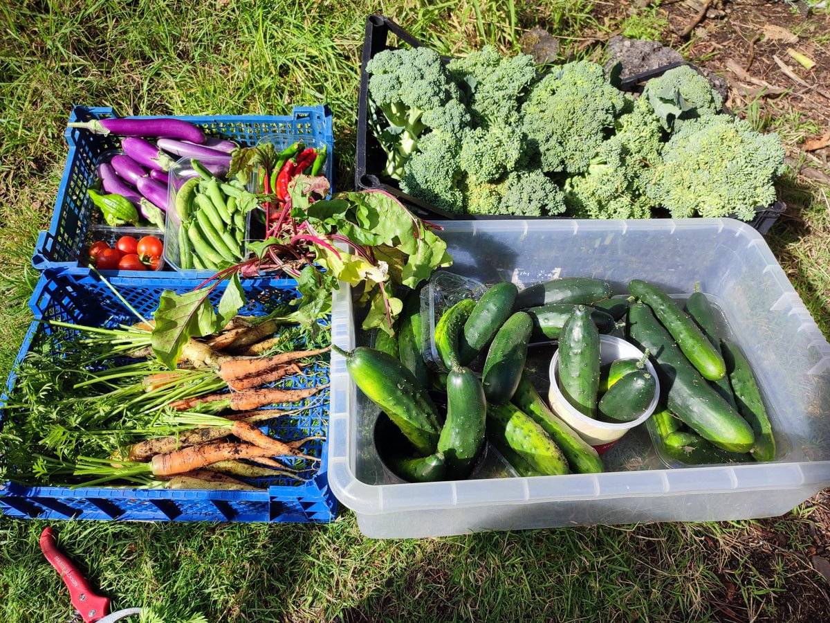 We are looking forward to selling fresh (picked the day before 🌱) veg & fruit in Aberdeen with stalls in Duthie, Seaton and Victoria parks. Find us on Fridays from 10.00-13.00. ☀️ Sustainable, locally grown and super tasty. Here’s some of the produce. ⬇️