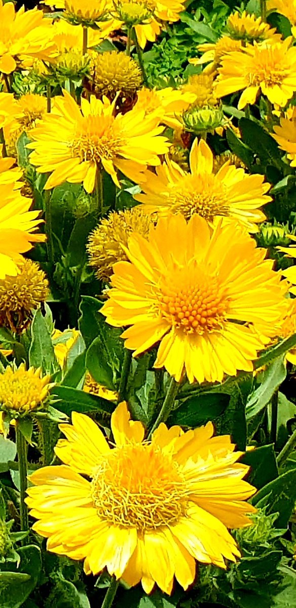 CherScheff's tweet image. Keeping Spring blooming.
#FridayFlowers 💐