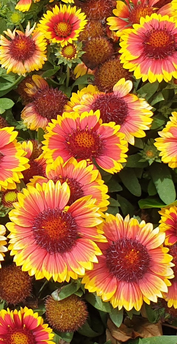 CherScheff's tweet image. Keeping Spring blooming.
#FridayFlowers 💐