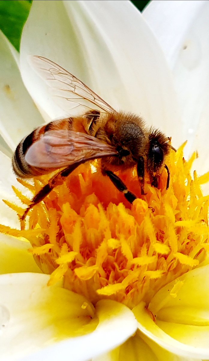 CherScheff's tweet image. Keeping Spring blooming.
#FridayFlowers 💐