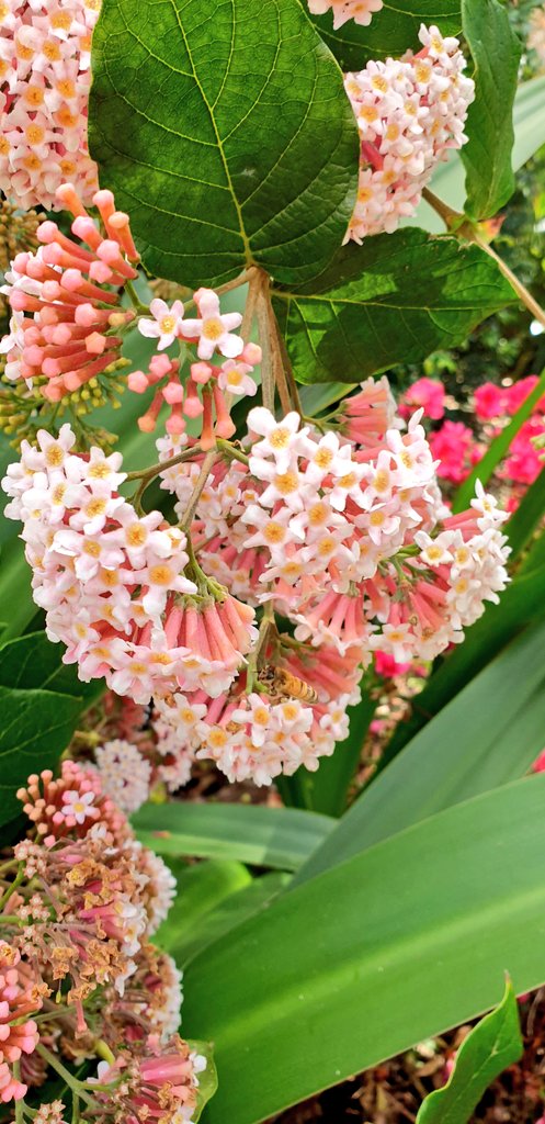 CherScheff's tweet image. Keeping Spring blooming.
#FridayFlowers 💐