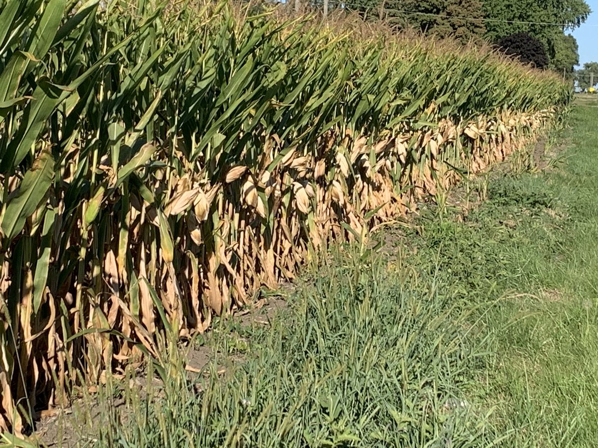 RealEricAgron's tweet photo. IL East of Kankakee. Maybe harvest is sooner rather than later. Ouch. #harvest23 #tipback https://t.co/Xs0bIxYP9j