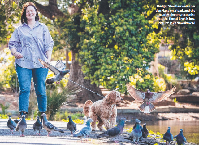 Victoria University (@victoriauninews) on Twitter photo Birds have a brain, and they know how to use it. New research by VU indicates birds can tell when a dog is on or off-lead.
Full story: tinyurl.com/5ev96rzw
<a href="/RoanPlotz/">Roan Plotz</a> <a href="/Deakin/">Deakin University</a> #vuresearch Birds have a brain, and they know how to use it. New research by VU indicates birds can tell when a dog is on or off-lead.
Full story: tinyurl.com/5ev96rzw
<a href="/RoanPlotz/">Roan Plotz</a> <a href="/Deakin/">Deakin University</a> #vuresearch