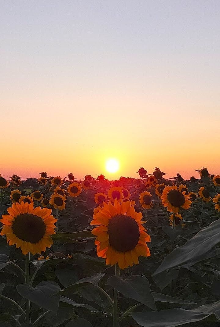KobuAruku's tweet photo. Unforgettable Summer

ひと夏の夢
消え去る影
記憶だけに留まり
胸に響く

過ぎ去りし日々
やがては輝き
深く慈しむ愛となる

夏空の下
陽炎に舞う向日葵
永遠に燃える愛の炎
٭ https://t.co/rL4AWfgLzr