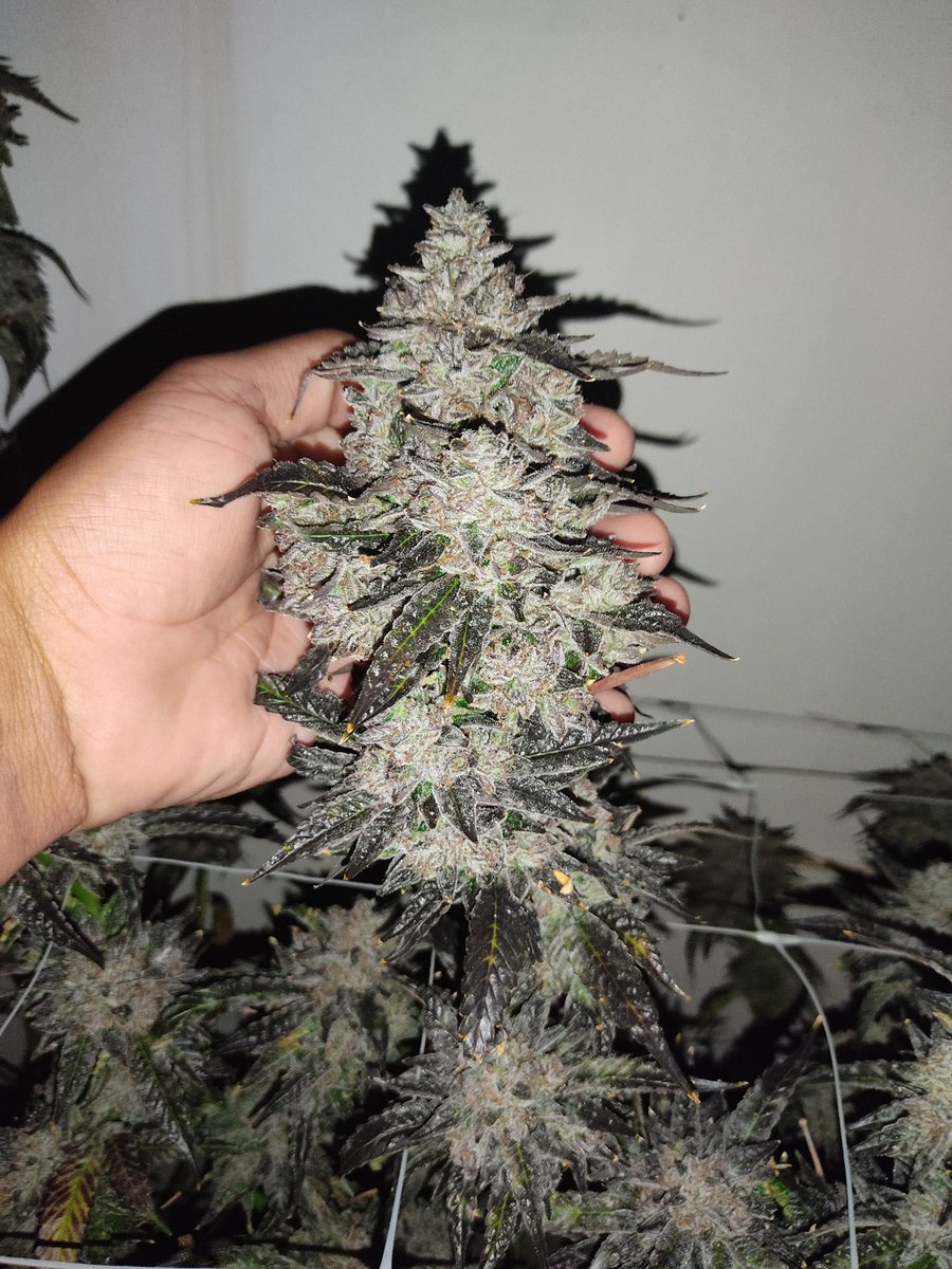 Teo_Farms's tweet photo. P562
Un cruce de Cali Sunset x P4516 que es básicamente una gelato. Producido por #EnvyGenetics seleccionado por nosotros.
Chequense el tamaño de estás granadas!
#TeoFarms al hilo #420Life #foreverloco https://t.co/yzMKFOcyvr