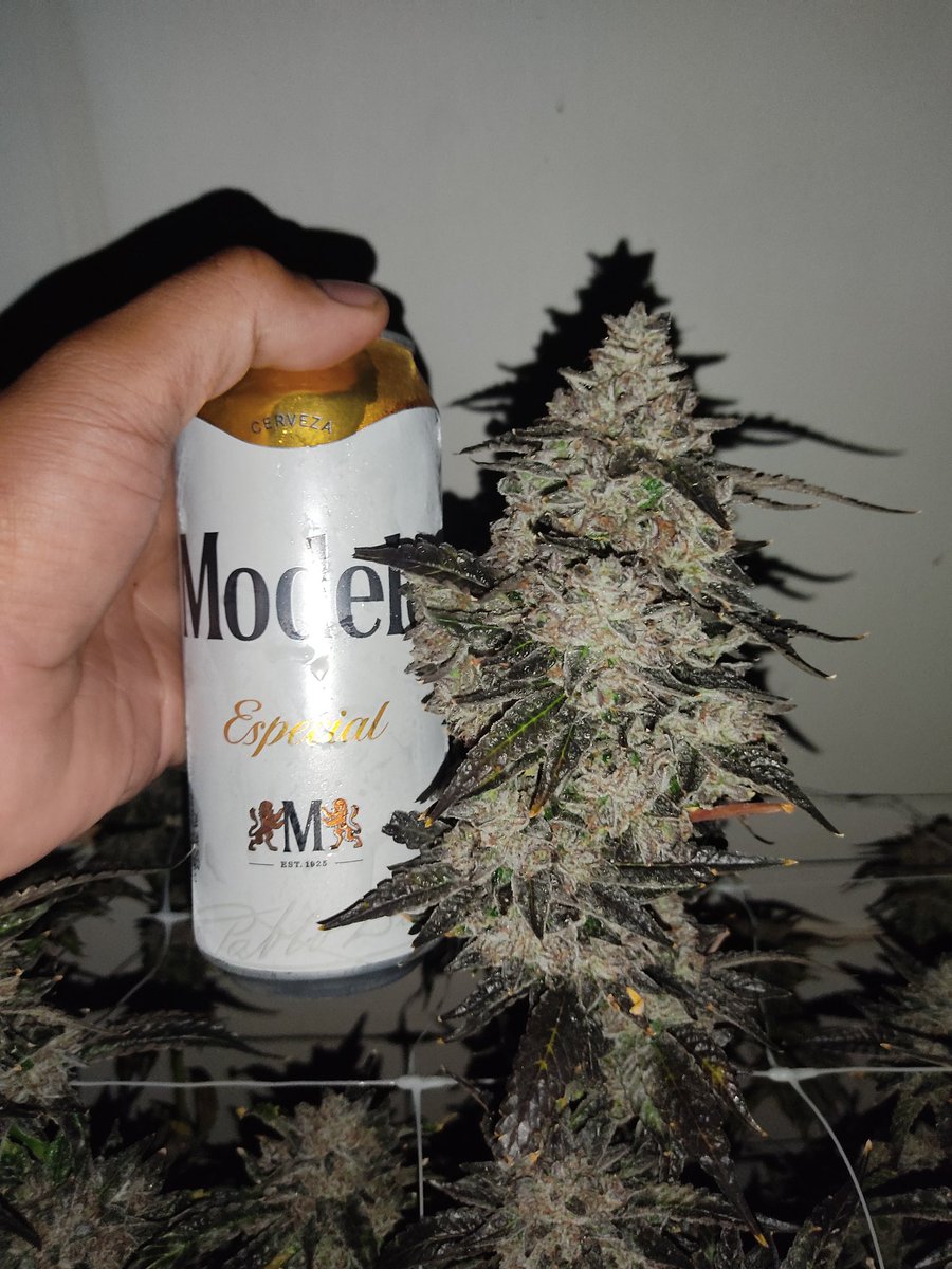 Teo_Farms's tweet photo. P562
Un cruce de Cali Sunset x P4516 que es básicamente una gelato. Producido por #EnvyGenetics seleccionado por nosotros.
Chequense el tamaño de estás granadas!
#TeoFarms al hilo #420Life #foreverloco https://t.co/yzMKFOcyvr