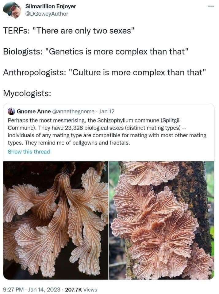 Gnome Anne May Perceive Me tweet media