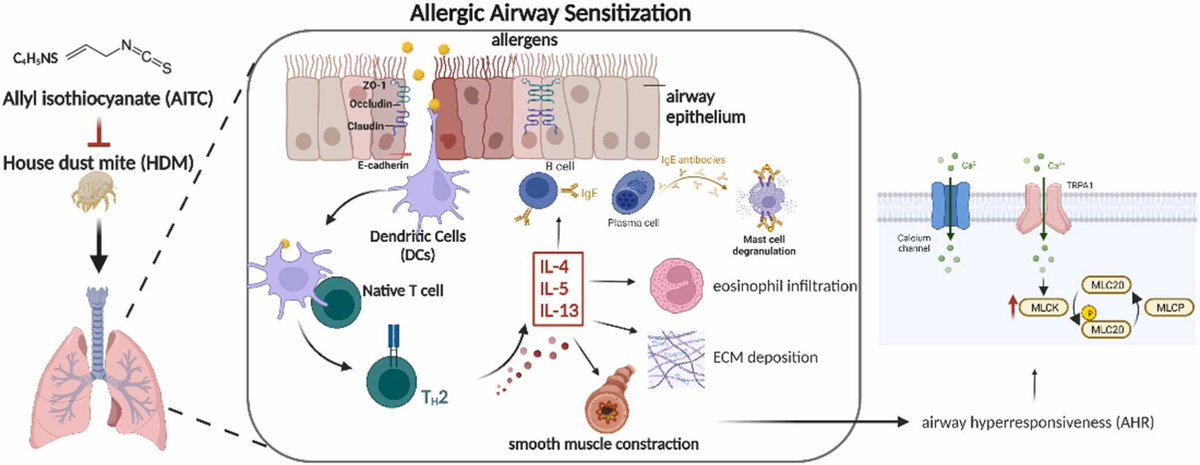 🔎 Researchers at @TaipeiMedicalU investigated the potential therapeutic effects of allyl isothiocyanate (AITC) on tracheal constriction in 🏡 house dust mite-induced #asthma animal models and explored the underlying mechanisms. 🔗 bit.ly/3qXRrMA