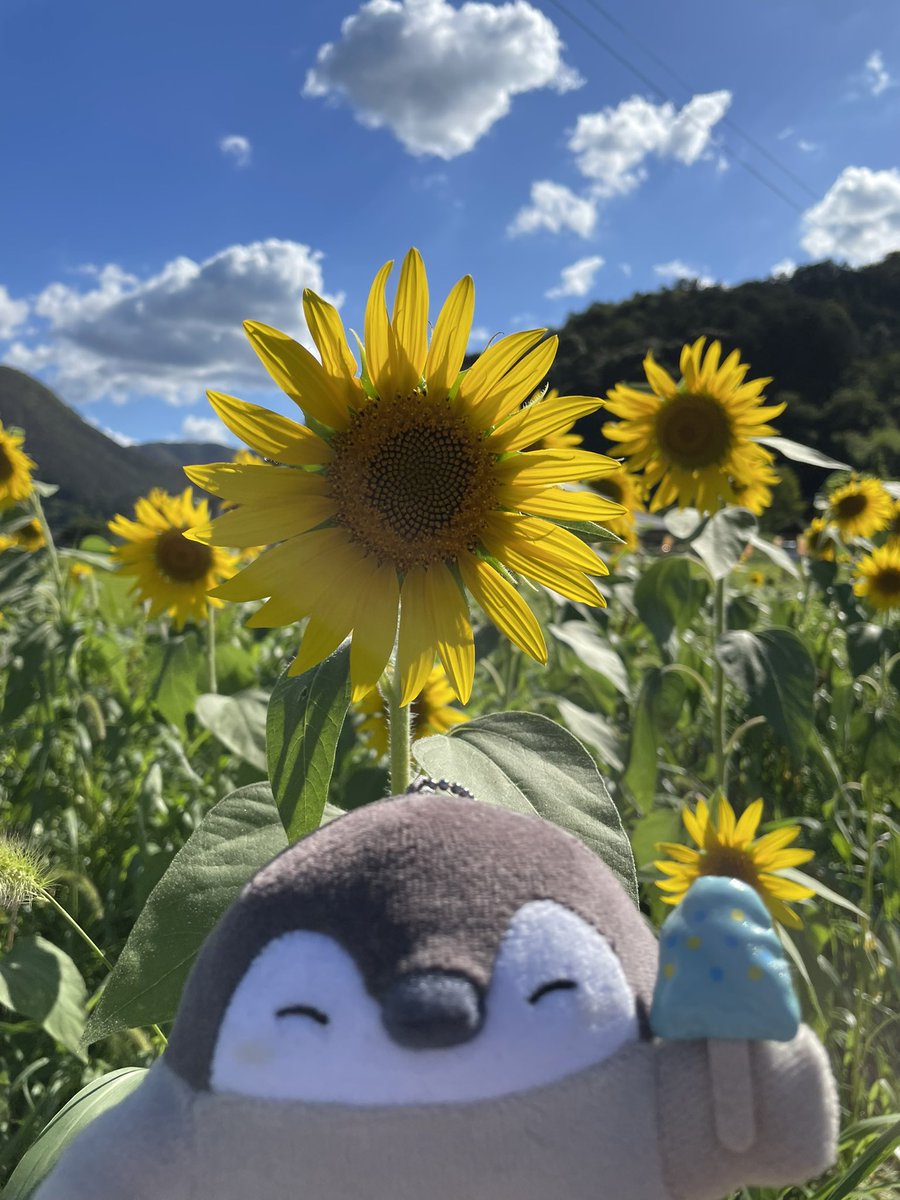 おはようございます☀
ここ最近体調が悪かった事もあり低浮上でした😱
今は復活してぼちぼちお出かけしています🐧🐾
皆さんも体調にはお気をつけてくださいね🌻

📸兵庫県丹波市にお出かけした時のコウペンちゃん達です😊