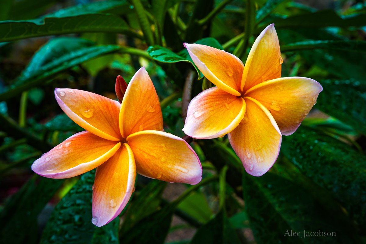 AWJacobson's tweet photo. Always something beautiful at the Milwaukee Domes! https://t.co/4MzjmXjhNu