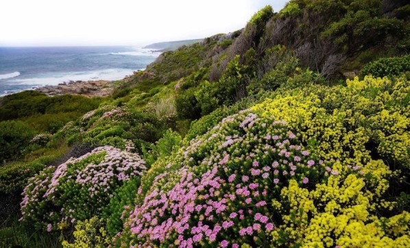 OurWAParks's tweet photo. It’s all flowering wattle on the first day of spring and National Wattle Day, which also means it’s time to #springintoparks
We’re launching our 2023 Spring into Parks campaign by kicking off our Wellness Challenge to 'Consciously Connect with Nature'.
https://t.co/HjGX4vVmJI https://t.co/yfi2TlnzJ9