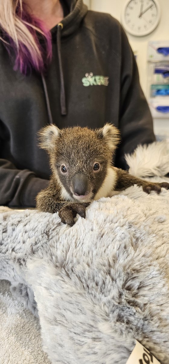 Drop Bears tweet media