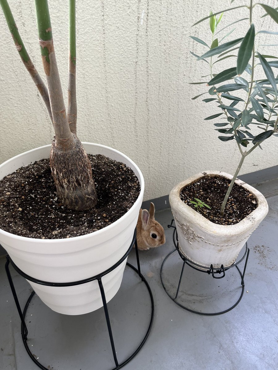 鉢スキマに隠れてた🐰発見！